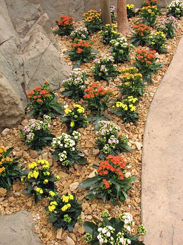 Colline alpine avec plantes à fleurs