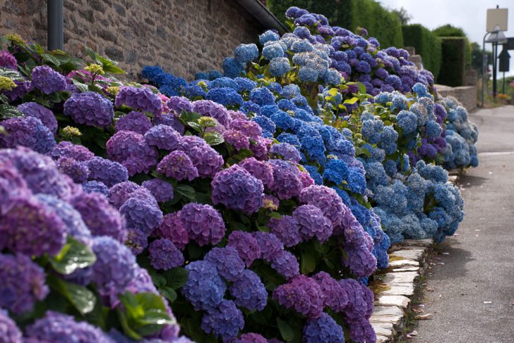 hortensia