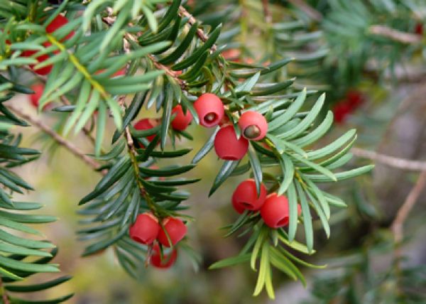 arbustes pour le jardin