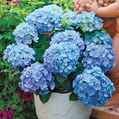 hortensia