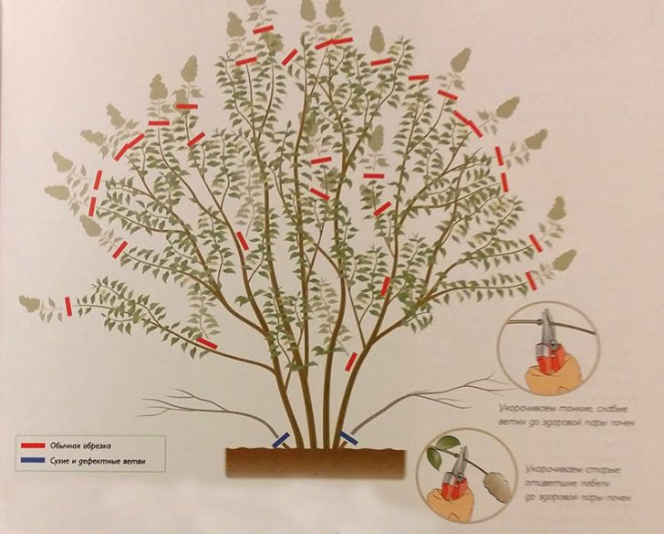 arbustes pour le jardin