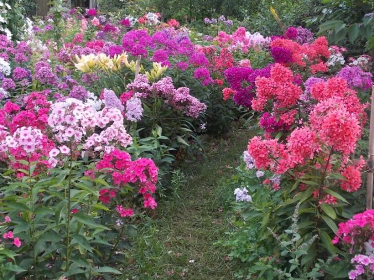 jardin de devant à faire soi-même