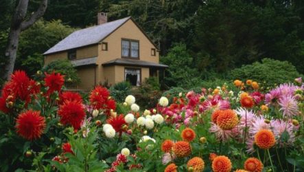 Dahlias à leur chalet d'été