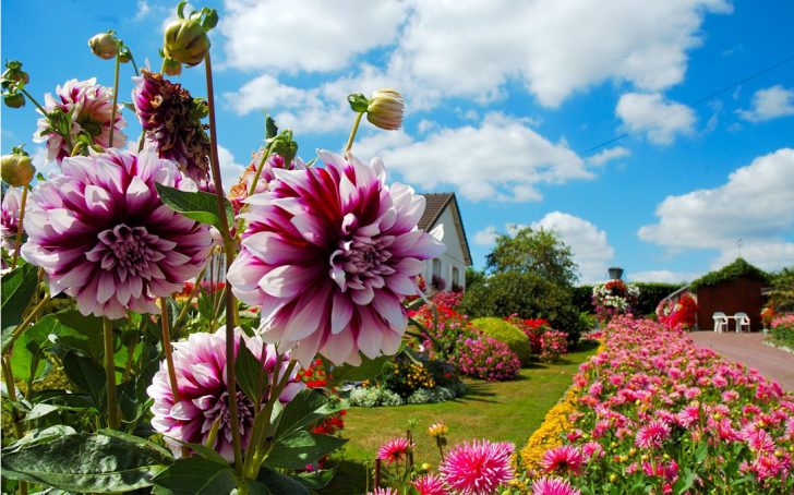 dahlias dans le pays