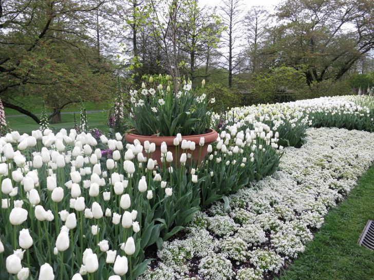 fleurs blanches pour le jardin