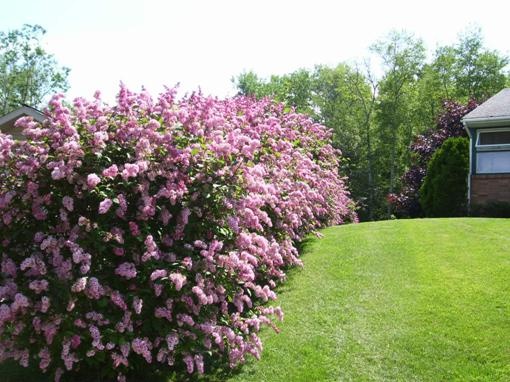 arbres et arbustes le long de la clôture et des chemins