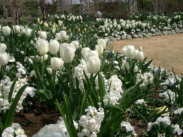 fleurs blanches pour le jardin