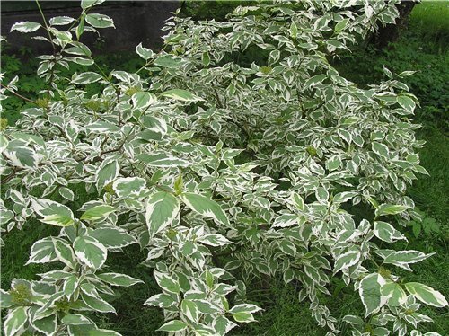 fleurs blanches pour le jardin