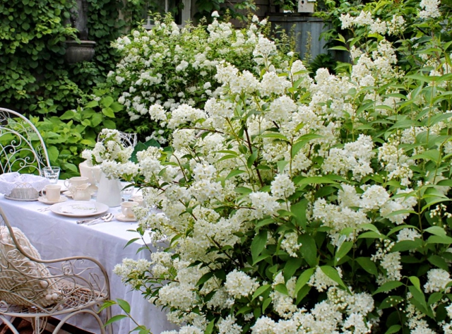 fleurs blanches pour le jardin