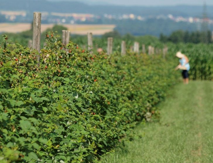 arbres et arbustes le long de la clôture et des chemins