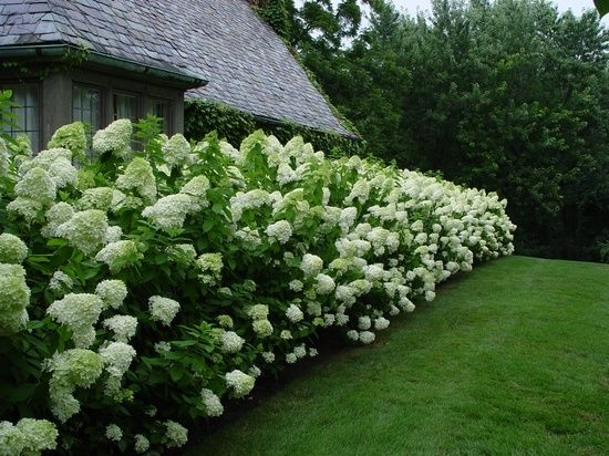 fleurs blanches pour le jardin