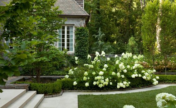 fleurs blanches pour le jardin