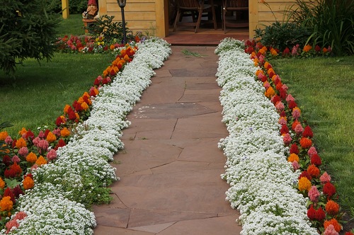 fleurs blanches pour le jardin