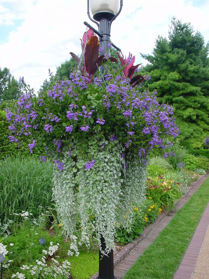 fleurs dans le pays