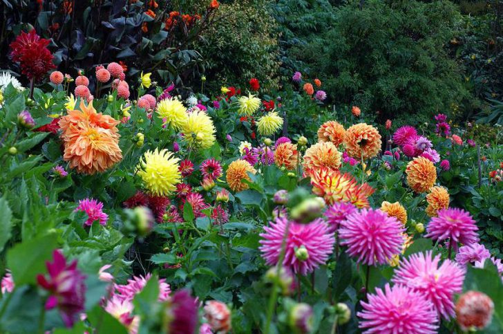 dahlias dans le pays