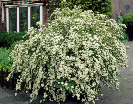 fleurs blanches pour le jardin