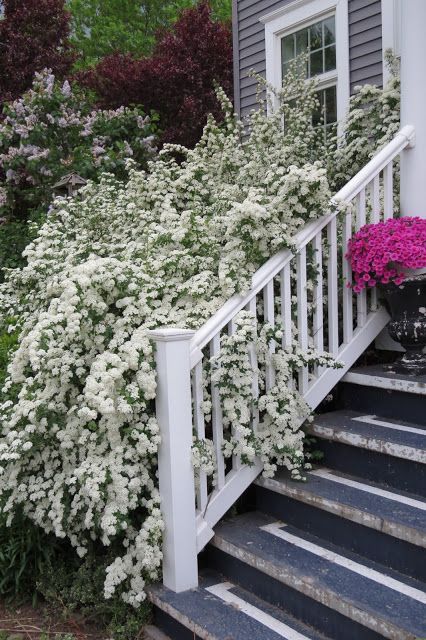 fleurs blanches pour le jardin