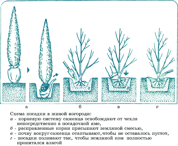 arbres et arbustes le long de la clôture et des chemins