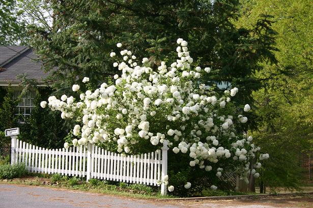 fleurs blanches pour le jardin