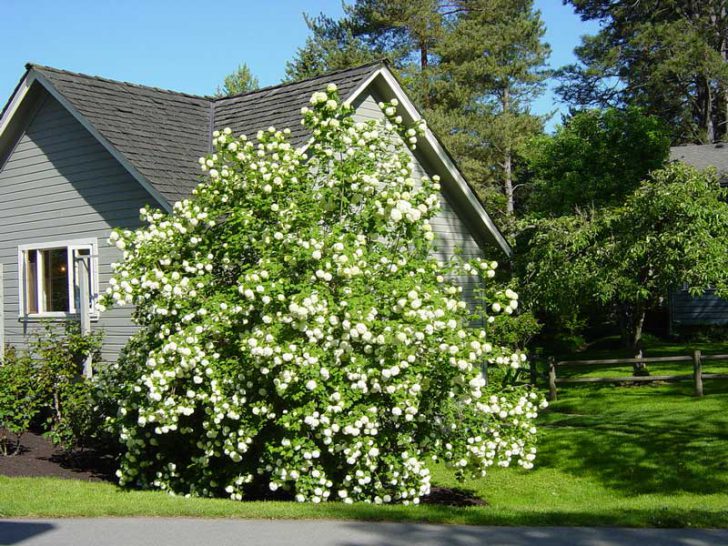 fleurs blanches pour le jardin