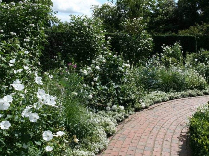 fleurs blanches pour le jardin