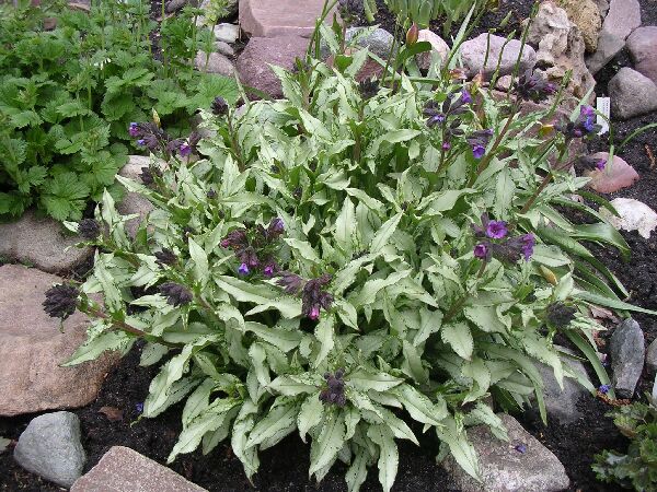 fleurs blanches pour le jardin