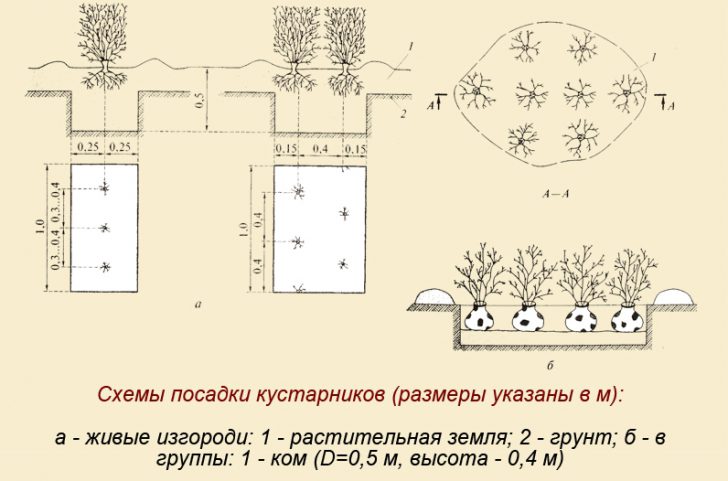 arbres et arbustes le long de la clôture et des chemins