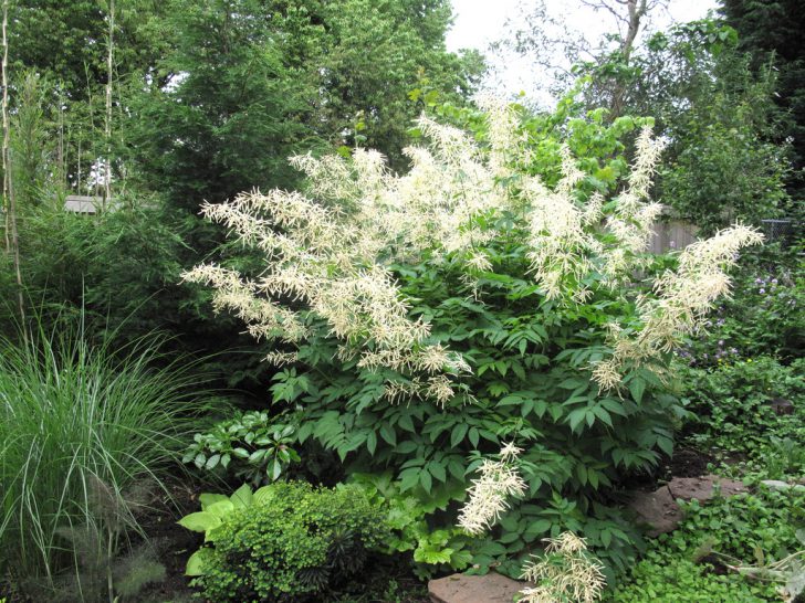 fleurs blanches pour le jardin