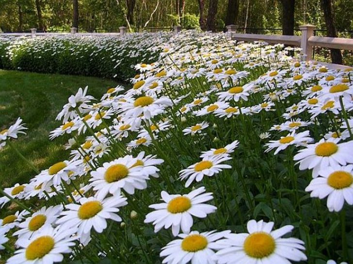 fleurs blanches pour le jardin