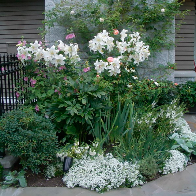 fleurs blanches pour le jardin