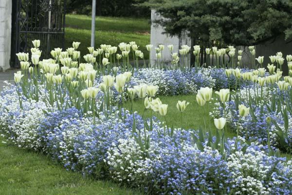 fleurs blanches pour le jardin