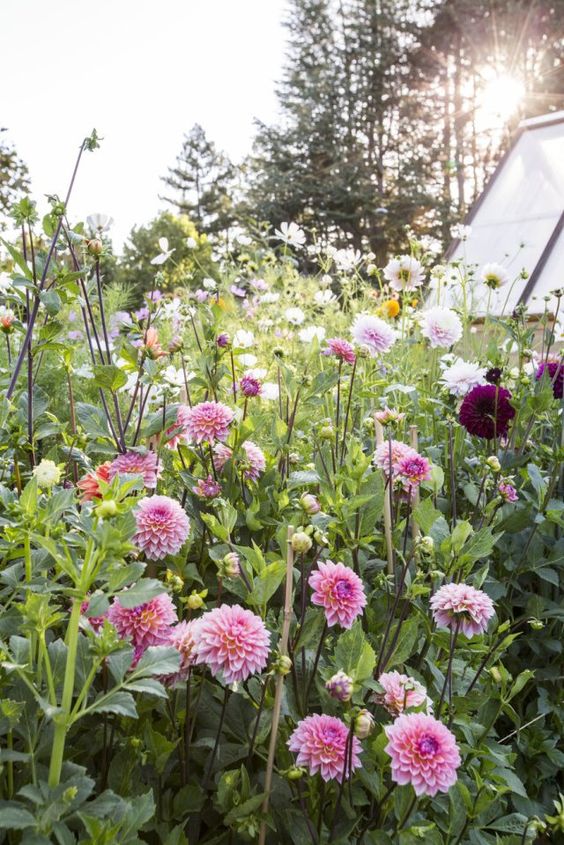 dahlias dans le pays