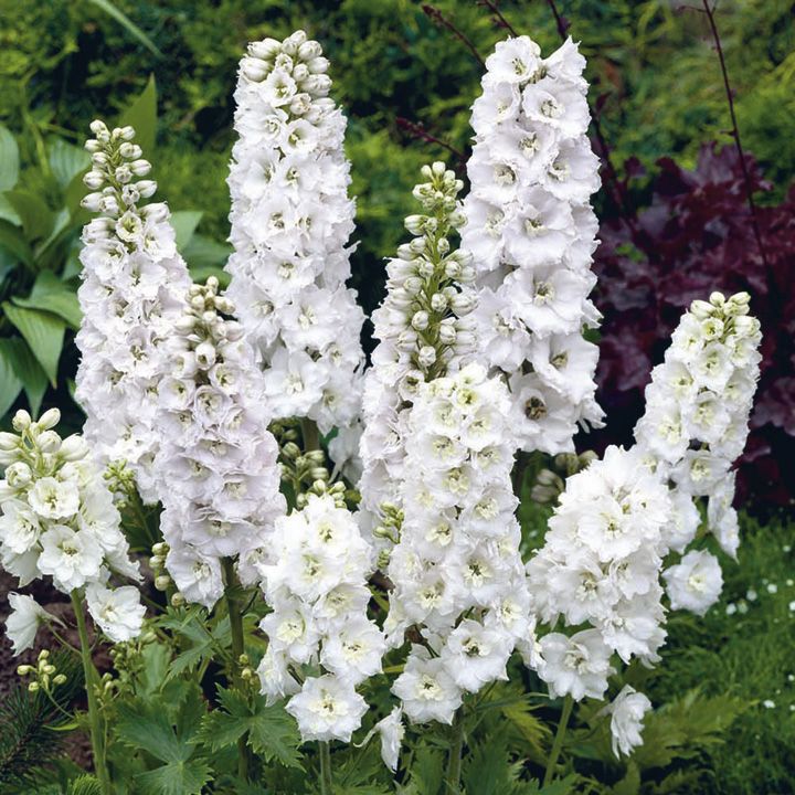 fleurs blanches pour le jardin