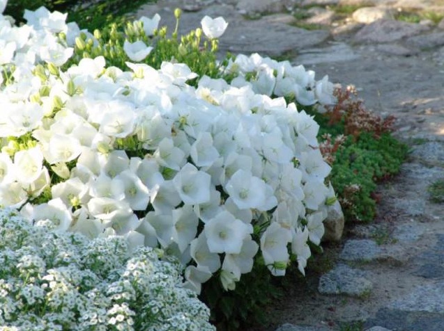 fleurs blanches pour le jardin