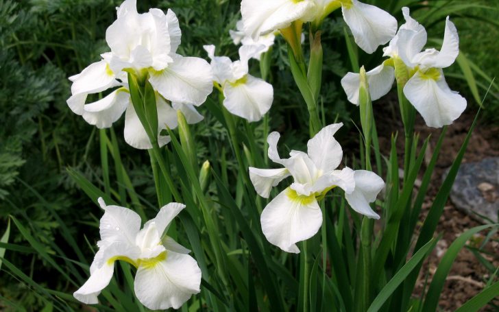 fleurs blanches pour le jardin