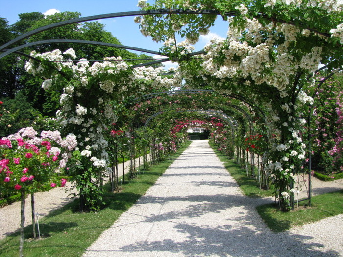 fleurs blanches pour le jardin