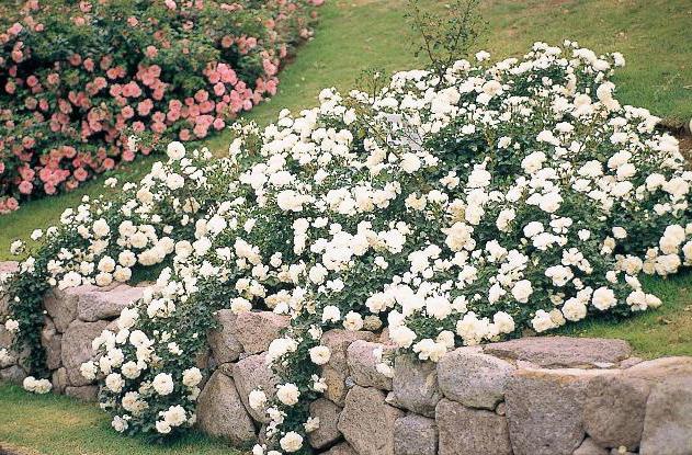 fleurs blanches pour le jardin