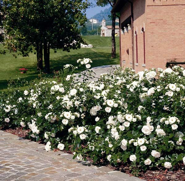 fleurs blanches pour le jardin