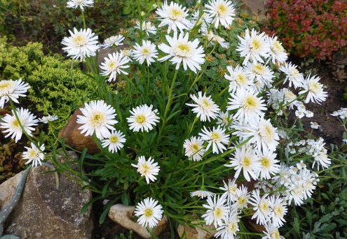 fleurs blanches pour le jardin