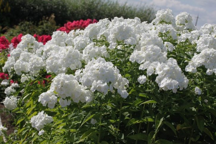 fleurs blanches pour le jardin