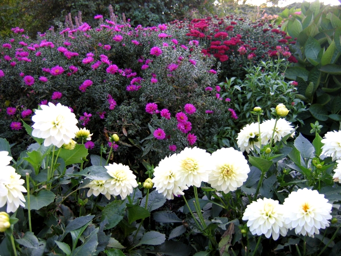 fleurs blanches pour le jardin