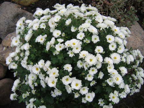 fleurs blanches pour le jardin