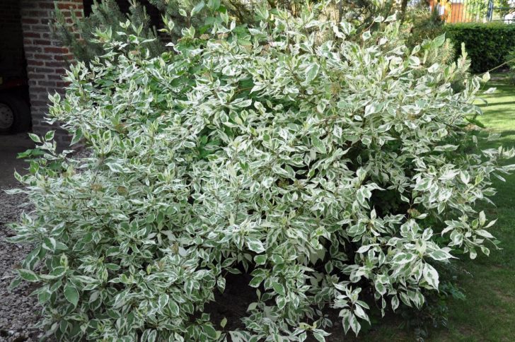 fleurs blanches pour le jardin