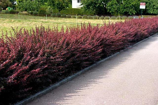 arbres et arbustes le long de la clôture et des chemins