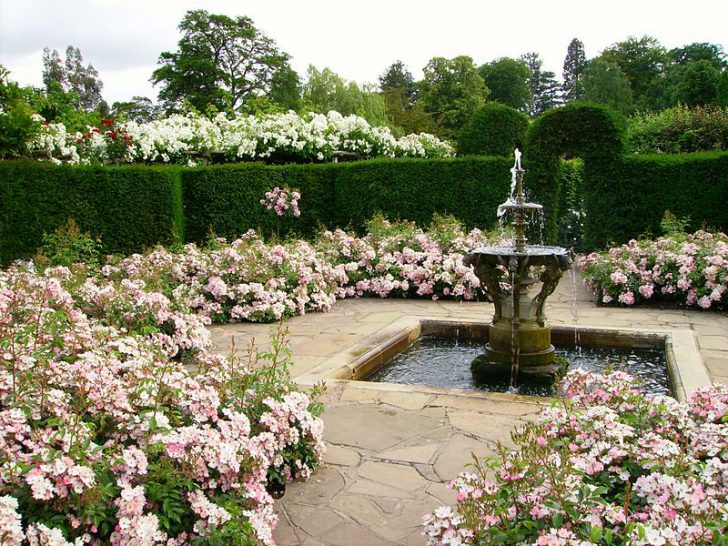 fleurs blanches pour le jardin