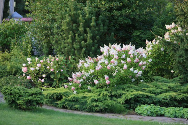 fleurs blanches pour le jardin