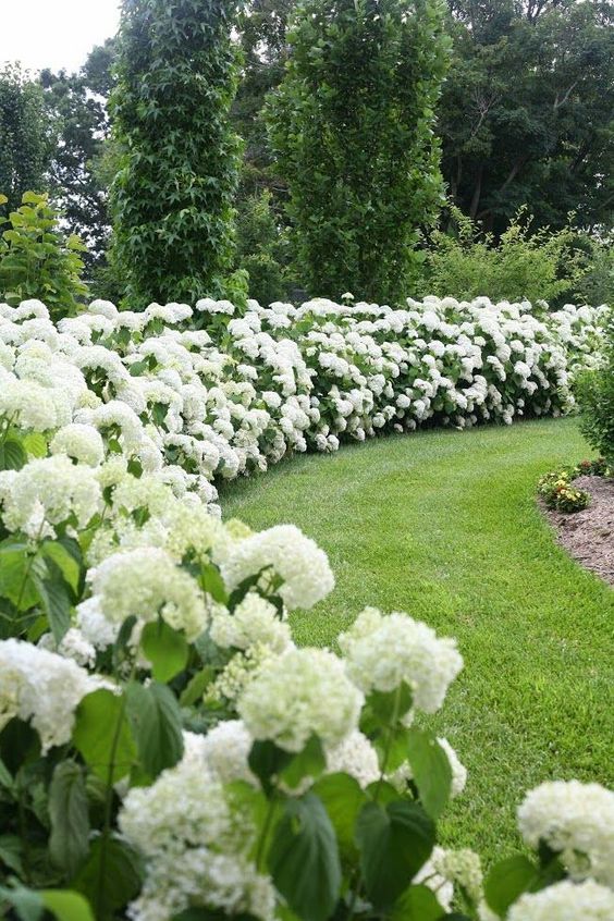 fleurs blanches pour le jardin