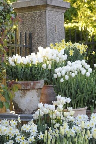 fleurs blanches pour le jardin