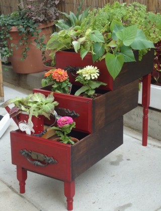 beau mini parterre de fleurs