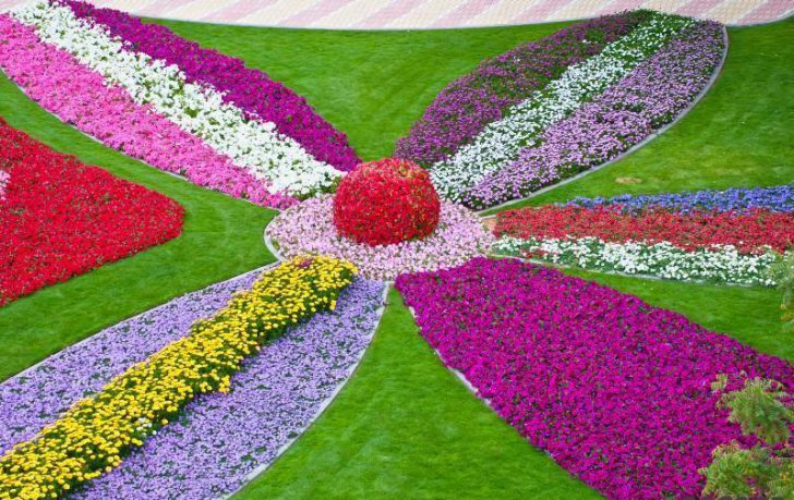 petites fleurs pour parterres de fleurs